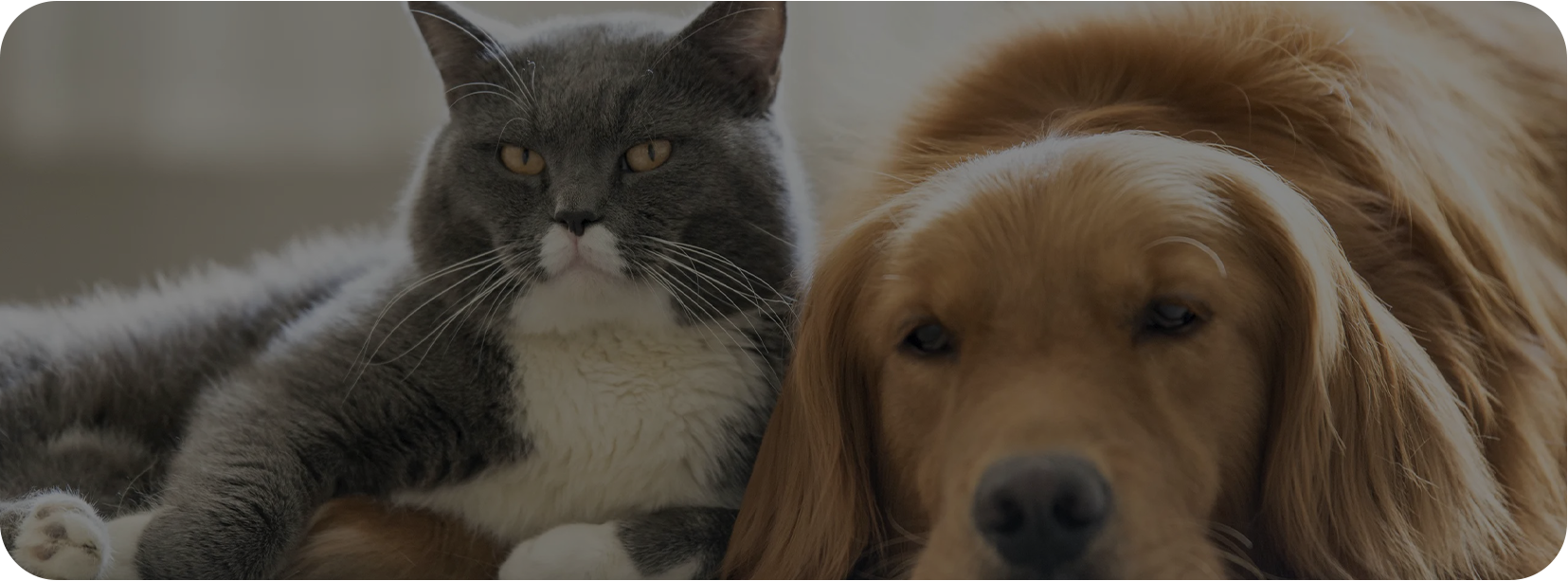 পোষা হোম (হাইয়ান) কোং, লিমিটেড