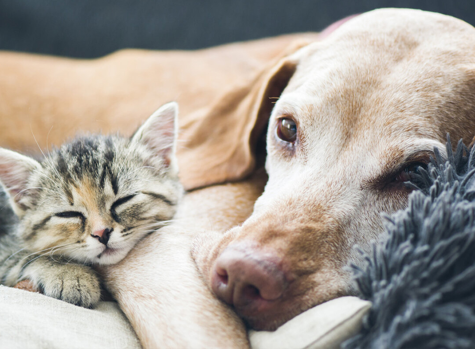 পোষা হোম (হাইয়ান) কোং, লিমিটেড